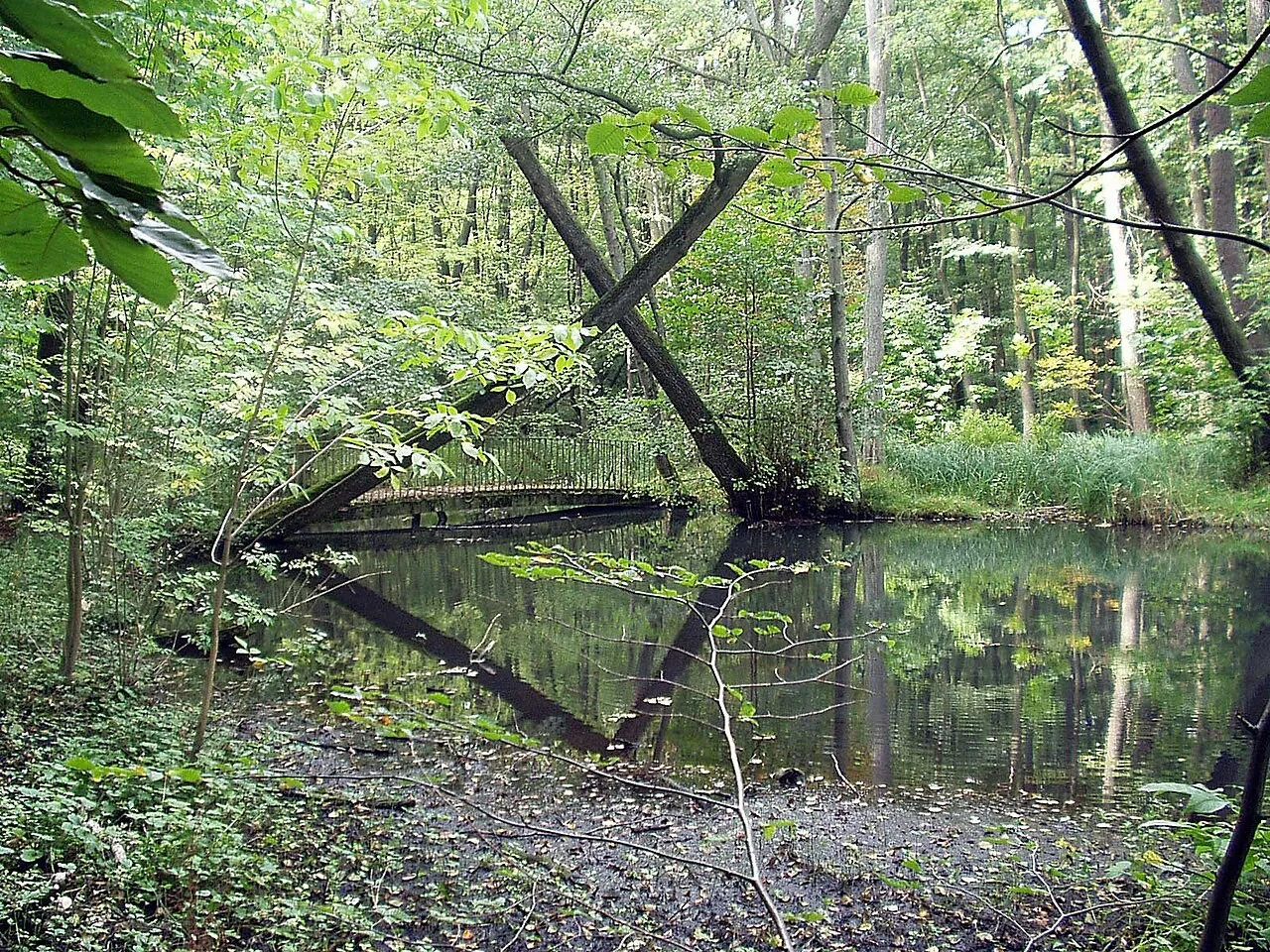 Die Schwärze im Eberswalder Stadtwald